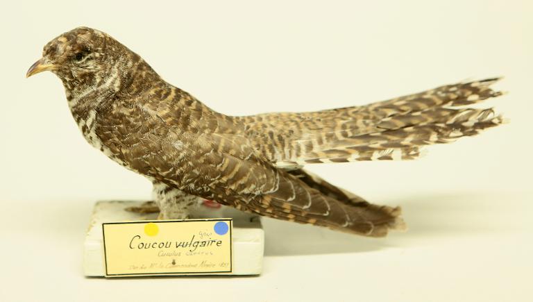 animal naturalisé : oiseau : Coucou gris
