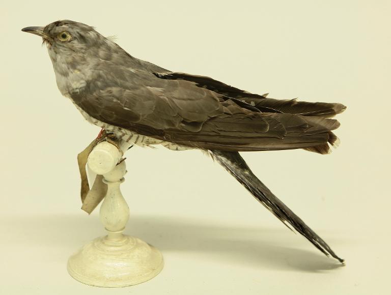 animal naturalisé : oiseau : Coucou gris