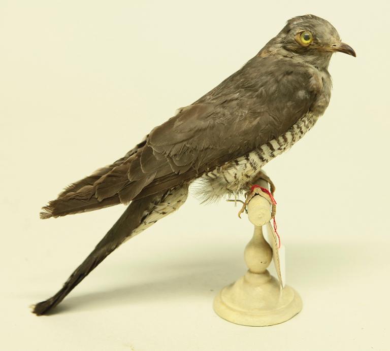 animal naturalisé : oiseau : Coucou gris