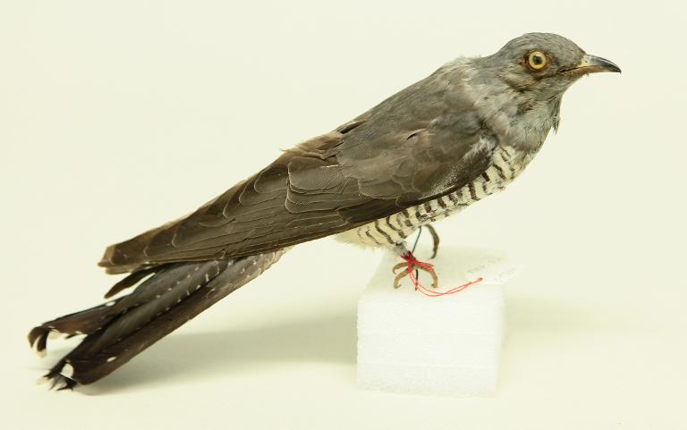 animal naturalisé : oiseau : Coucou gris