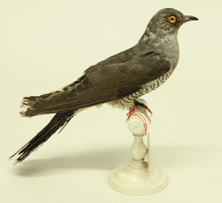 animal naturalisé : oiseau : Coucou gris