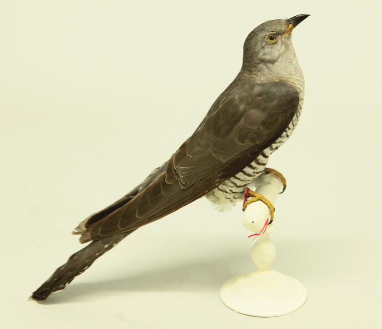 animal naturalisé : oiseau : Coucou gris