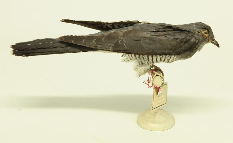 animal naturalisé : oiseau : Coucou gris