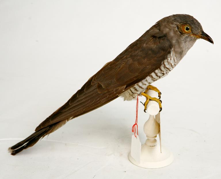 animal naturalisé : oiseau : Coucou gris