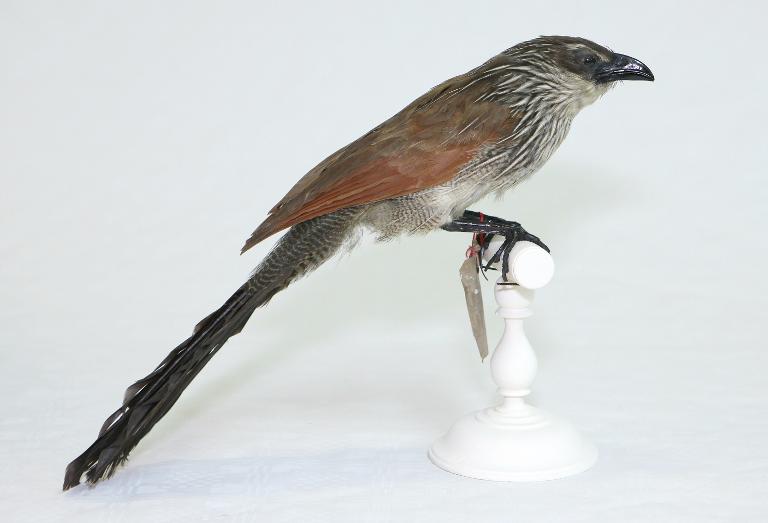 animal naturalisé : oiseau : Coucal à sourcils blancs