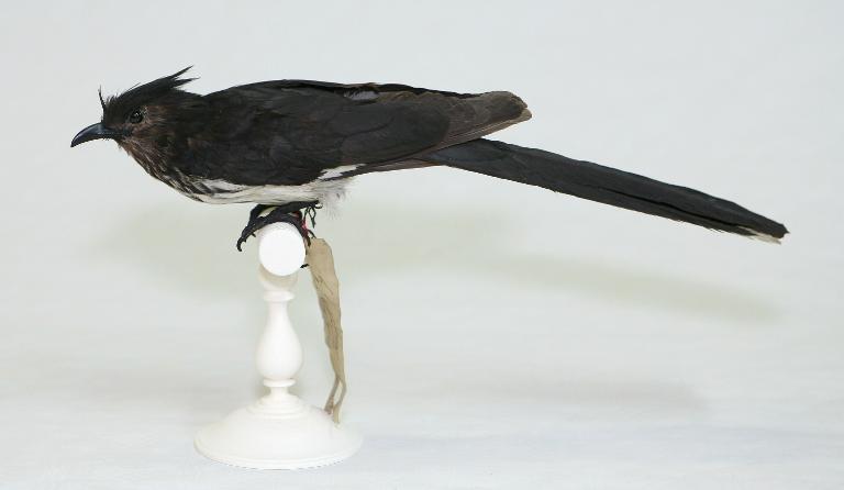 animal naturalisé : oiseau : Coucou de Levaillant