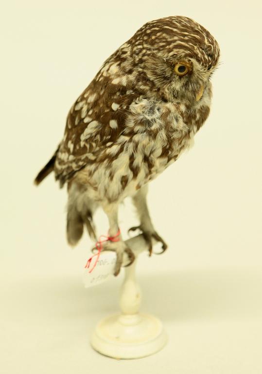 animal naturalisé : oiseau : Chevêche d'Athéna