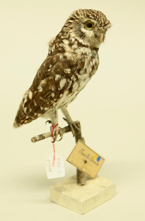 animal naturalisé : oiseau : Chevêche d'Athéna