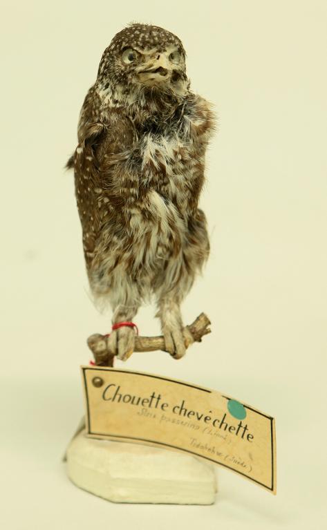 animal naturalisé : oiseau : Chouette chevêchette