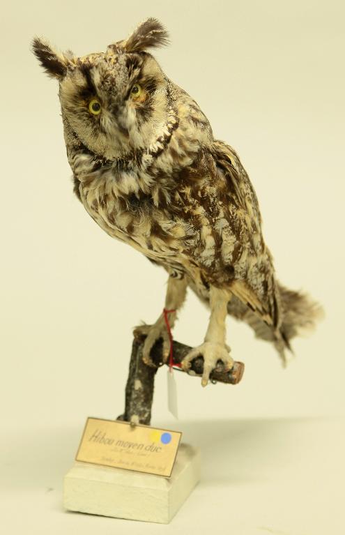 animal naturalisé : oiseau : Hibou moyen-duc