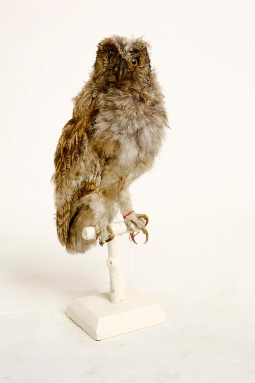 animal naturalisé : oiseau : Hibou moyen-duc