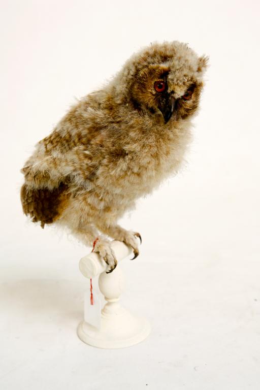 animal naturalisé : oiseau : Hibou moyen-duc