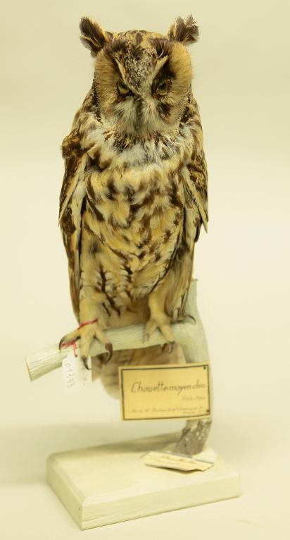 animal naturalisé : oiseau : Hibou moyen-duc