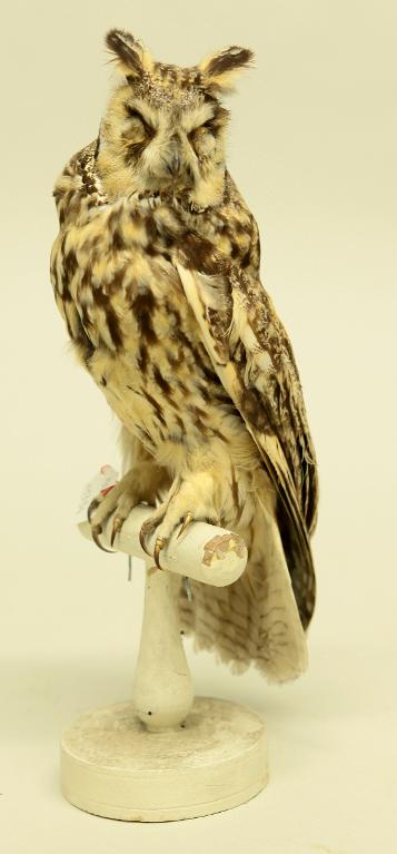 animal naturalisé : oiseau : Hibou moyen-duc