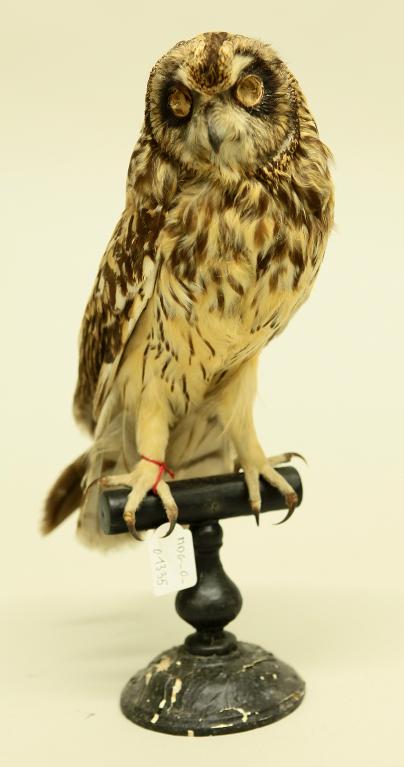 animal naturalisé : oiseau : Hibou des marais