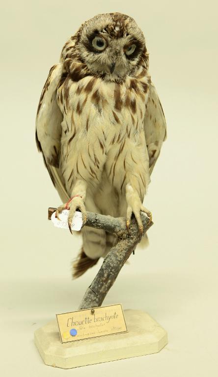 animal naturalisé : oiseau : Hibou des marais