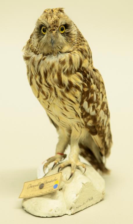 animal naturalisé : oiseau : Hibou des marais