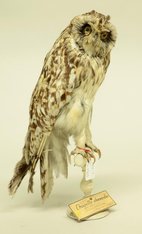 animal naturalisé : oiseau : Hibou des marais