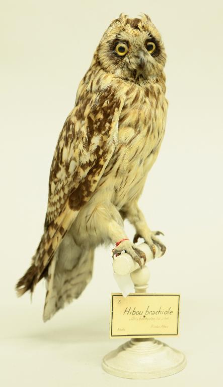 animal naturalisé : oiseau : Hibou des marais