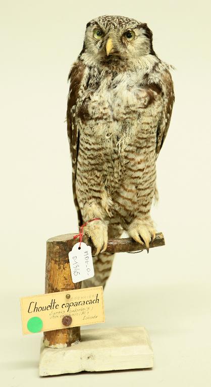 animal naturalisé : oiseau : Chouette épervière