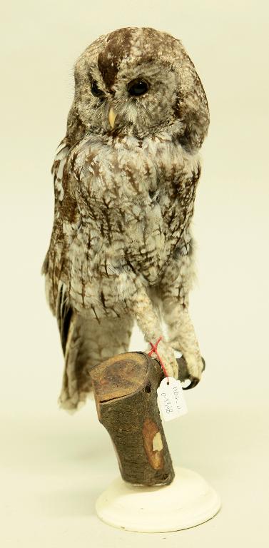 animal naturalisé : oiseau : Chouette hulotte
