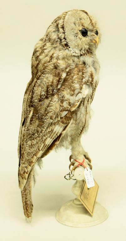 animal naturalisé : oiseau : Chouette hulotte