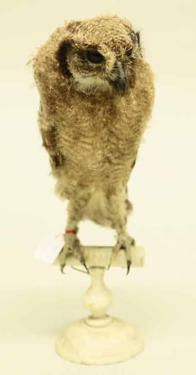 animal naturalisé : oiseau : Grand-Duc (poussin)