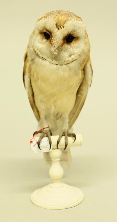 animal naturalisé : oiseau : Effraie des clochers (chouette effraie)