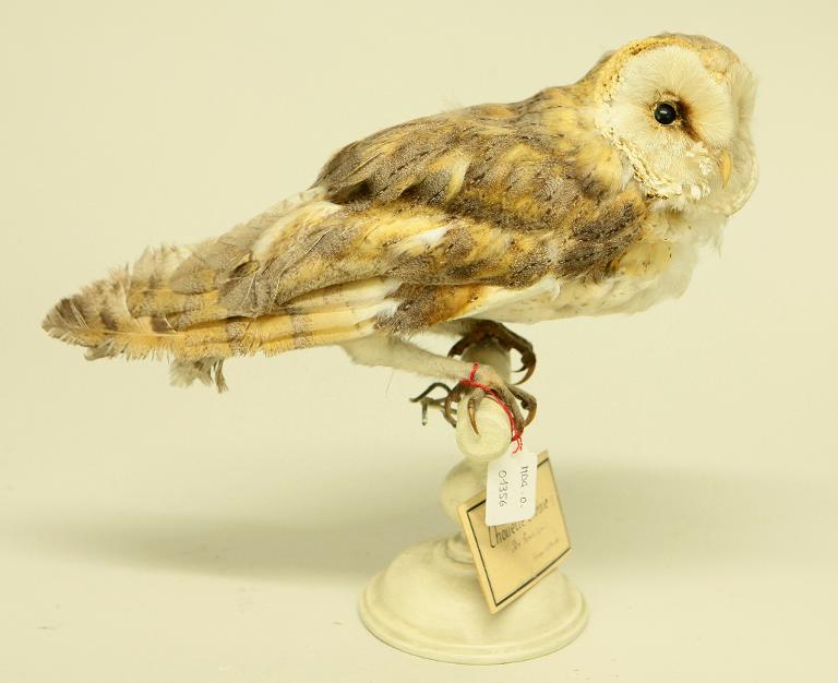 animal naturalisé : oiseau : Effraie des clochers (chouette effraie)