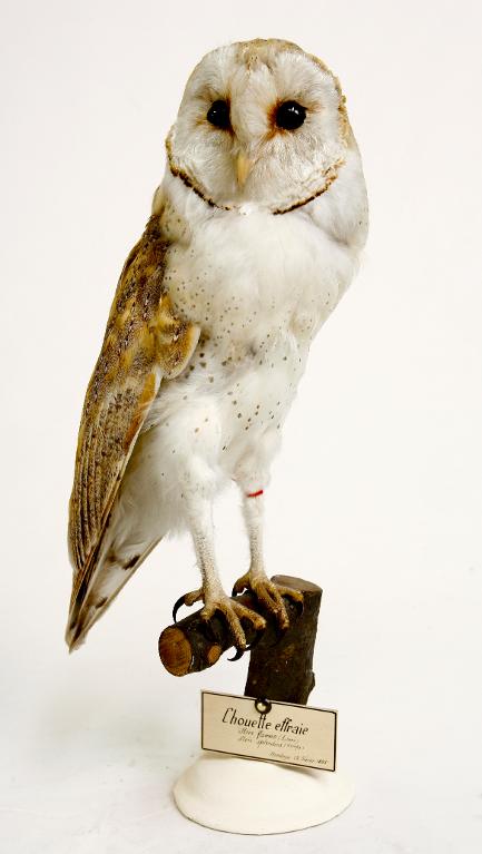 animal naturalisé : oiseau : Effraie des clochers (chouette effraie)