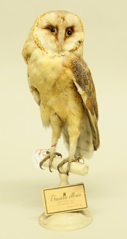 animal naturalisé : oiseau : Effraie des clochers (chouette effraie)