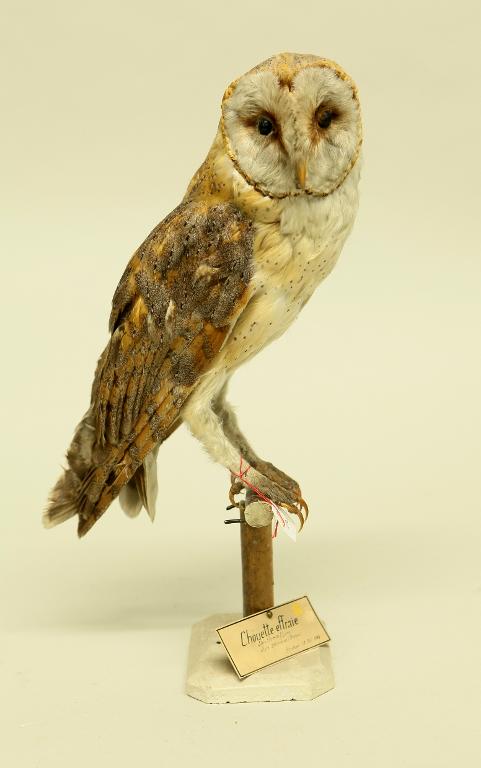 : oiseau : Effraie des clochers (chouette effraie)