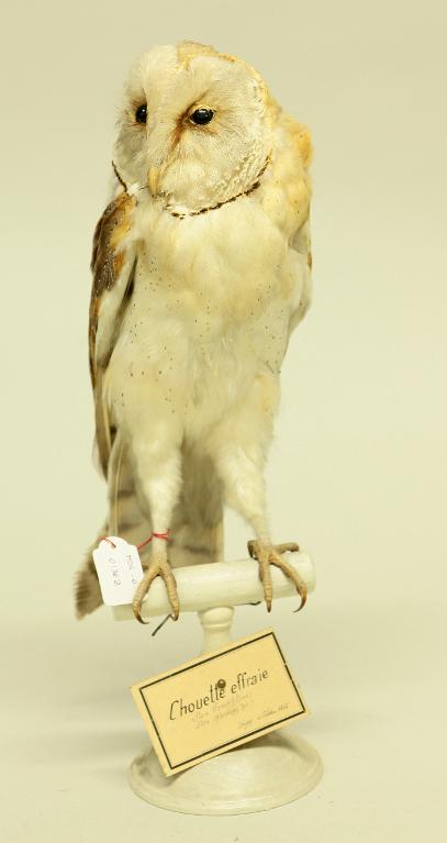 animal naturalisé : oiseau : Effraie des clochers (chouette effraie)