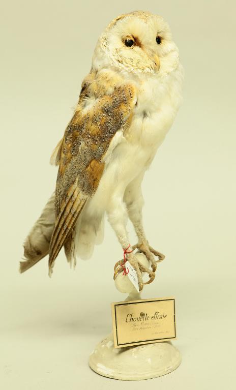 animal naturalisé : oiseau : Effraie des clochers (chouette effraie)