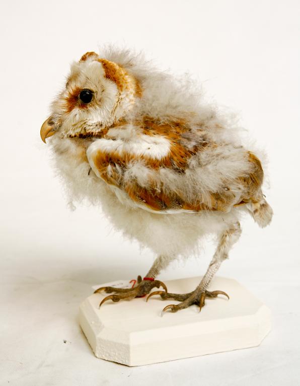 animal naturalisé : oiseau : Effraie des clochers (chouette effraie)