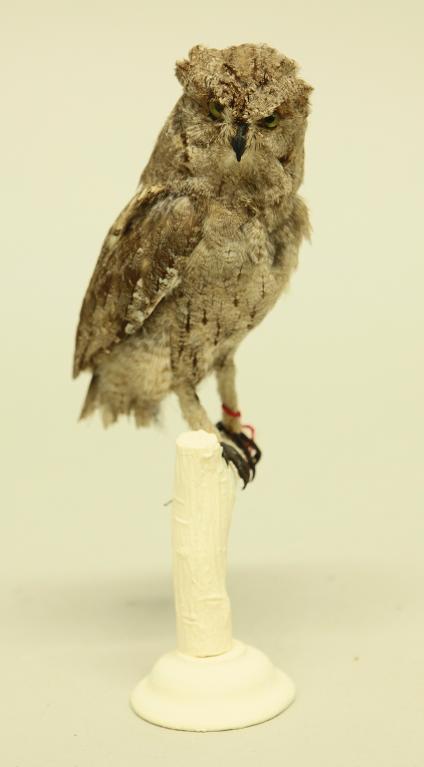 animal naturalisé : oiseau : Petit-duc scops (Hibou petit-duc)