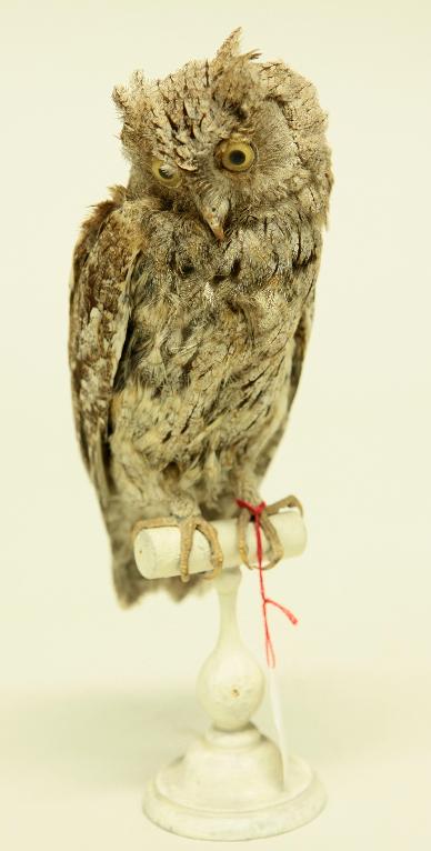 animal naturalisé : oiseau : Petit-duc scops (Hibou petit-duc)