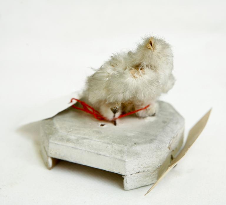 animal naturalisé : oiseau : Petit-duc scops (Hibou petit-duc)