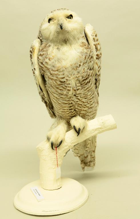 animal naturalisé : oiseau : Harfang des neiges