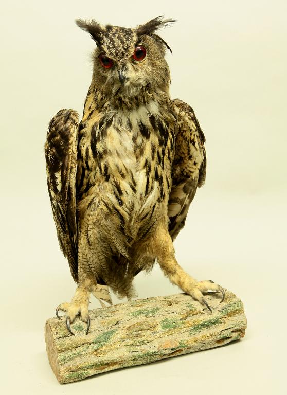 animal naturalisé : oiseau : Hibou grand-duc