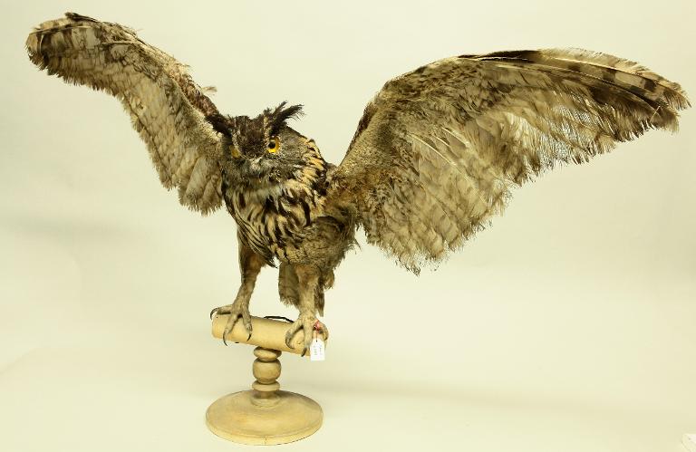 animal naturalisé : oiseau : Hibou grand-duc