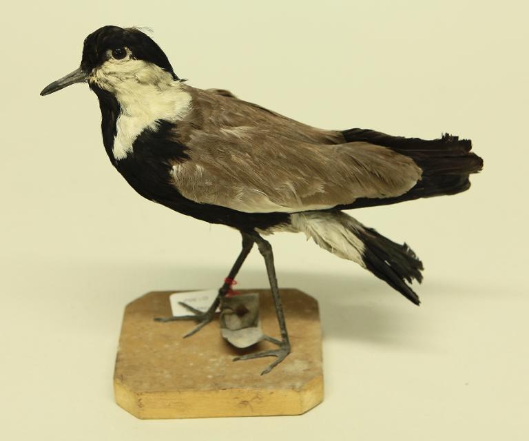animal naturalisé : oiseau : Vanneau éperonné