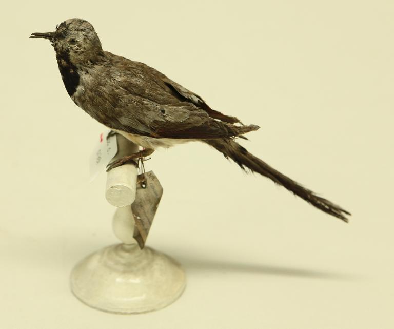 animal naturalisé : oiseau : Tourterelle masquée