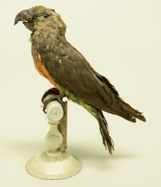 animal naturalisé : oiseau : Perroquet à ventre rouge