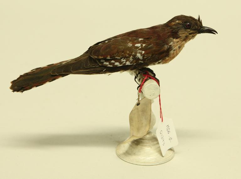 animal naturalisé : oiseau : Coucou