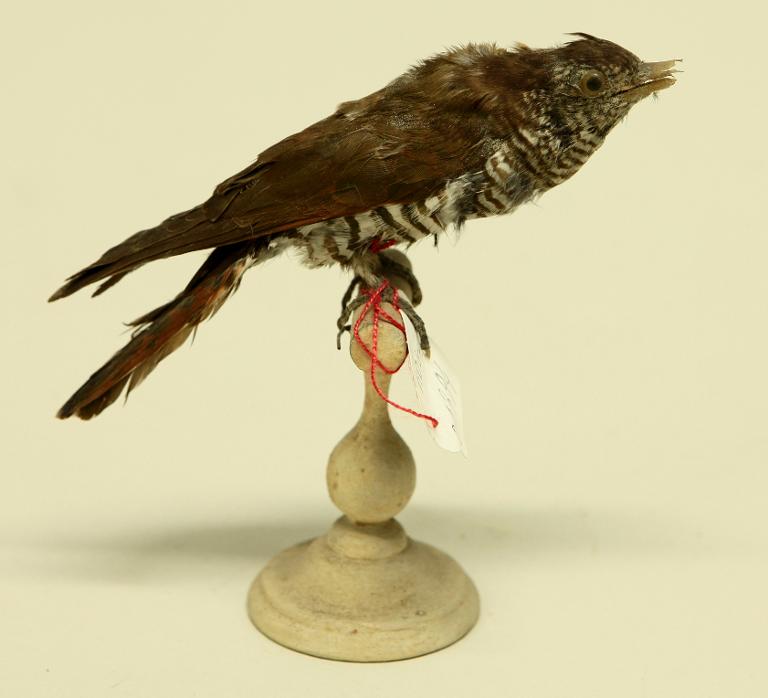 animal naturalisé : oiseau : Coucou