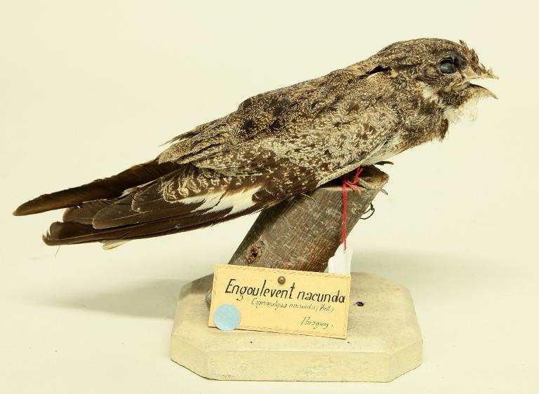 animal naturalisé : oiseau : Engoulevent nacunda