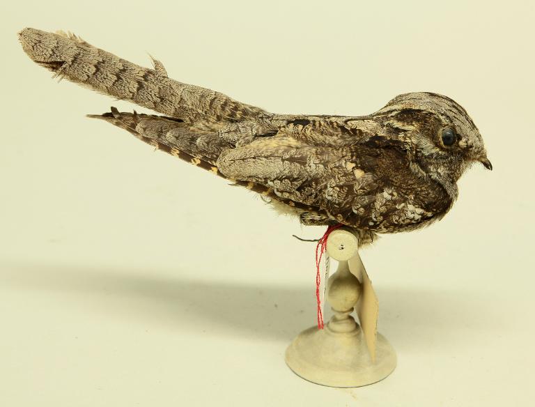 animal naturalisé : oiseau : Engoulevent d'Europe