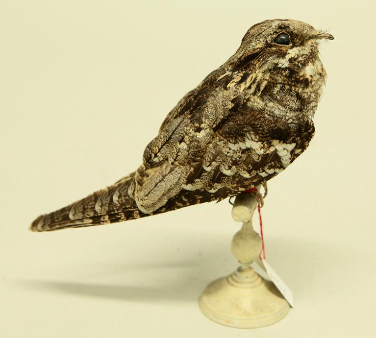 animal naturalisé : oiseau : Engoulevent d'Europe