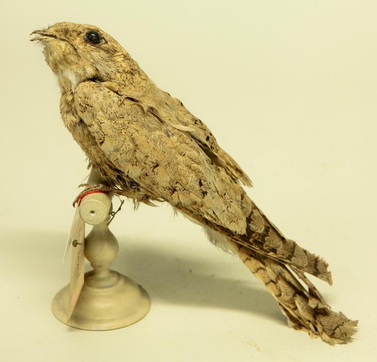 animal naturalisé : oiseau : Engoulevent du désert